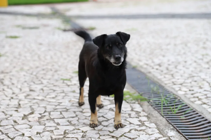 “Castração é a Solução”: mutirão beneficia 220 animais no bairro Vila Manaus
