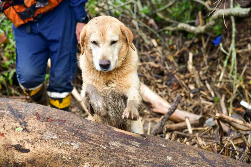 CBMSC enaltece atuação dos cães em alusão ao dia internacional do cão de busca e resgate
