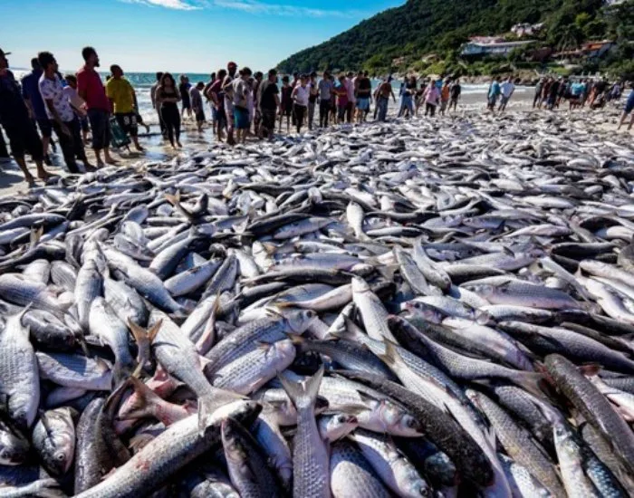 Justiça nega liminar que permitia pesca de arrasto com embarcação a motor em cidade do Sul de SC