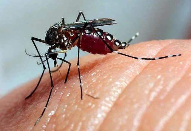 Com 6,3 milhões de casos prováveis, Brasil lidera ranking de dengue