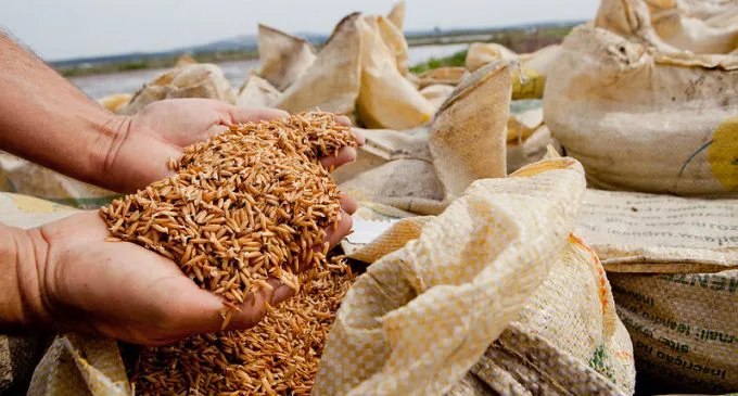 Após derrubar liminar, governo compra 263 mil toneladas de arroz em leilão nesta quinta