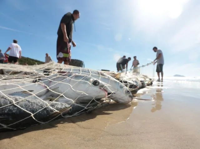 Safra da tainha: Lanço rende cerca de 2,5 toneladas em praia de Jaguaruna nesta quinta