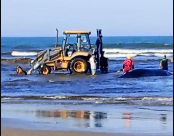 Equipes tentam novas alternativas para desencalhar baleia em praia de Jaguaruna