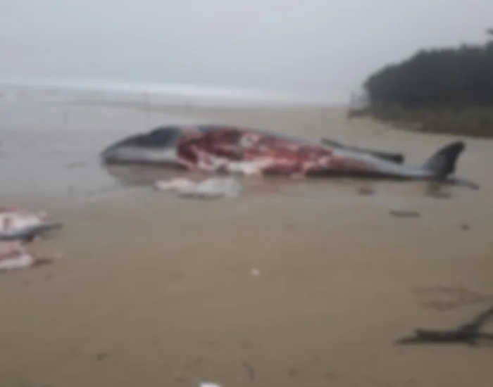 Após autópsia, carcaça da baleia continua na praia e revolta moradores em Jaguaruna