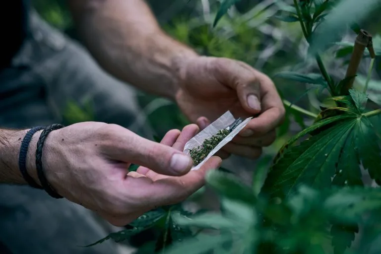 STF fixa limite de porte de maconha para diferenciar usuário de traficante