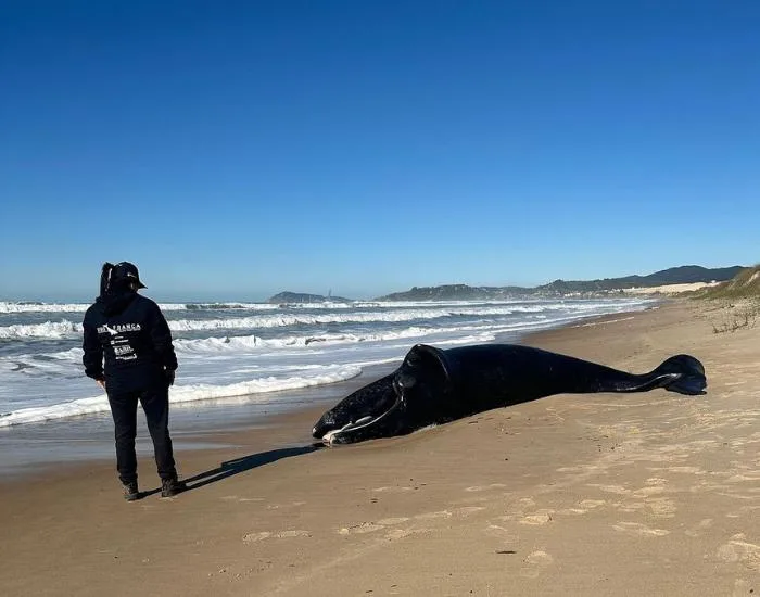 Filhote de baleia-franca resgatado em Ibiraquera não encontra a mãe e morre na praia