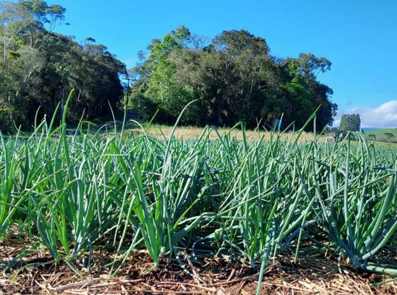 Pesquisa da Epagri revela benefícios para a produção de cebola
