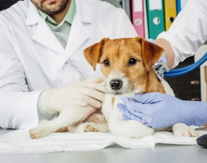 Governo de SC investirá R$ 17 milhões em programa estadual de castração de animais