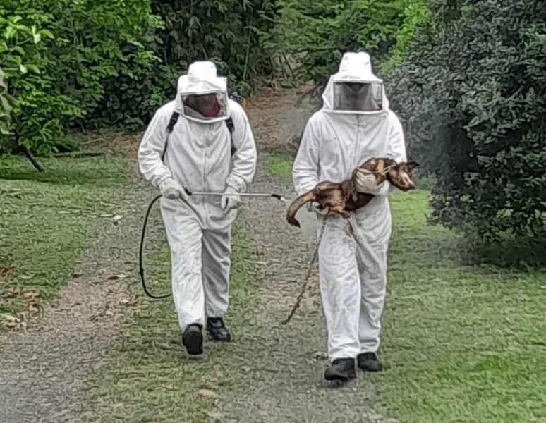 Corpo de Bombeiros resgata cachorros durante ataque de abelhas no Centro de Turvo
