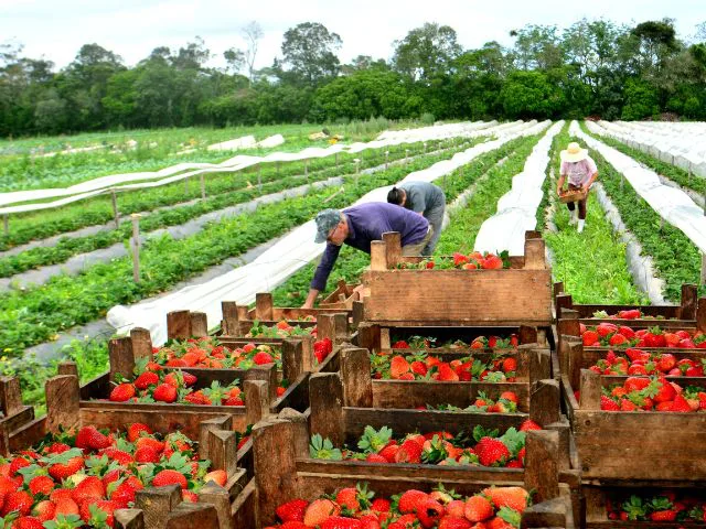 Retrospectiva 2024: acesso a políticas públicas é o maior da história da Epagri