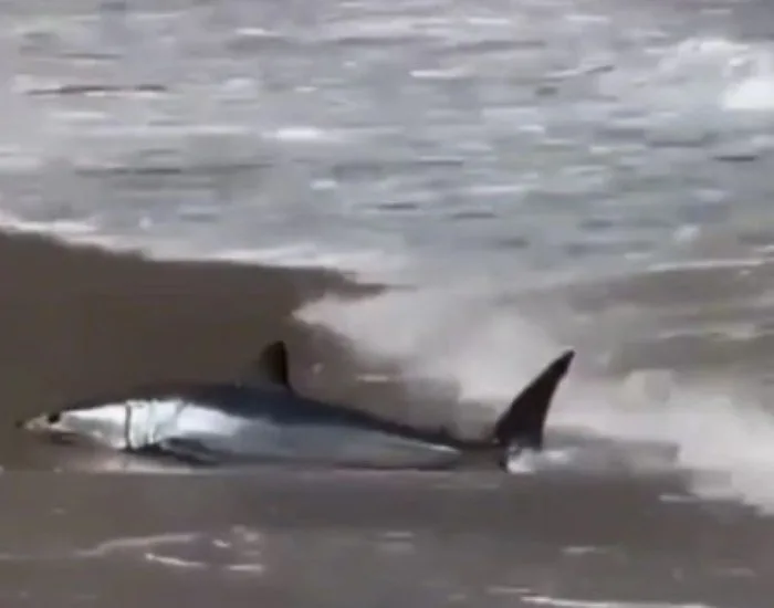 Banhistas resgatam filhote de tubarão encalhado em praia de Santa Catarina