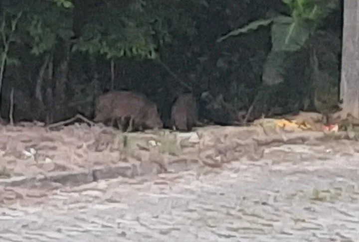 Javalis são flagrados no bairro Pinheirinho em Criciúma