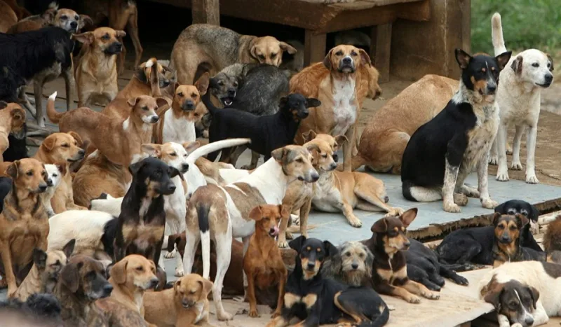 Mulher que abrigava mais de 100 cães em residência é obrigada a reduzir a quantidade