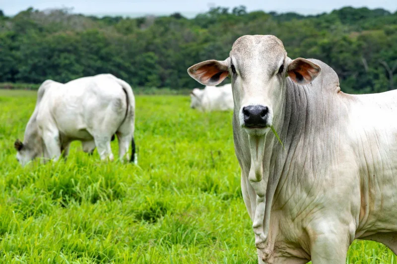 Preços do boi gordo mantêm alta em janeiro