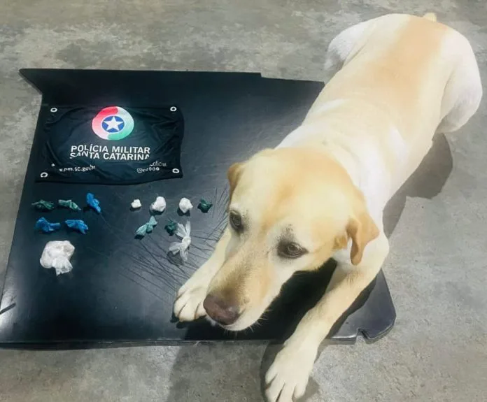 CRICIÚMA: Com auxílio de cão de faro, PM apreende drogas