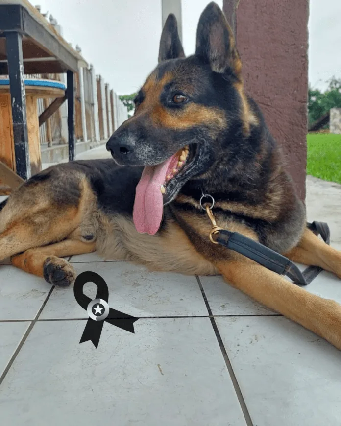 Cão policial do 9º BPM morre nesta terça-feira