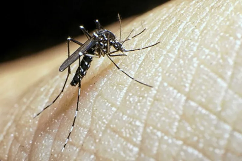 Santa Catarina registra queda de 83,1% nos casos de dengue