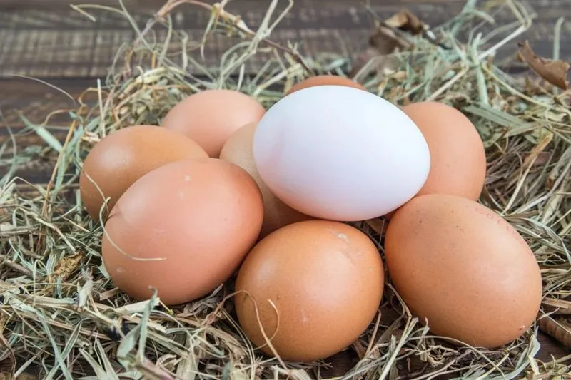 Decreto autoriza comércio interestadual de produtos de origem animal