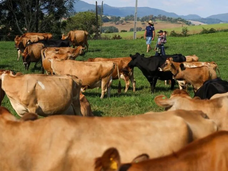 Programa Leite Bom SC estimula novos investimentos e a permanência no campo