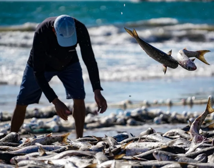 Governador vai ao STF para reverter medida de cotas para a pesca da tainha imposta pelo governo federal