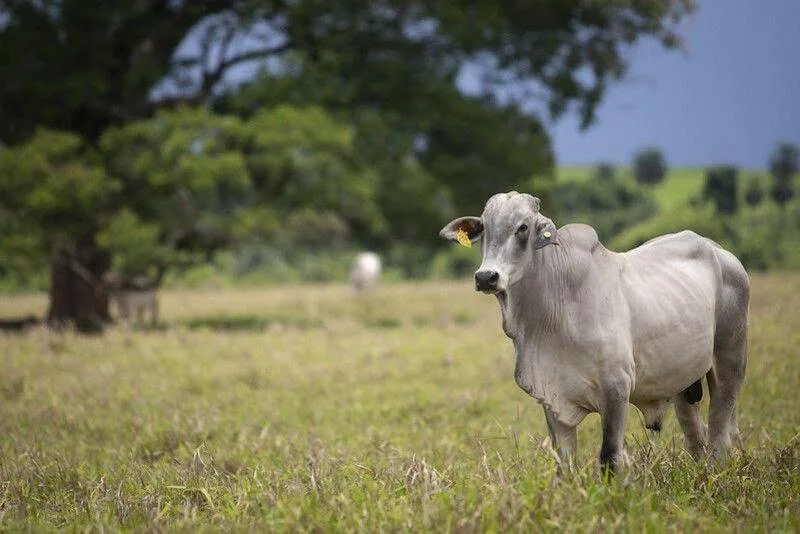 Epagri monitora a emissão de gases do efeito estufa na pecuária de Santa Catarina