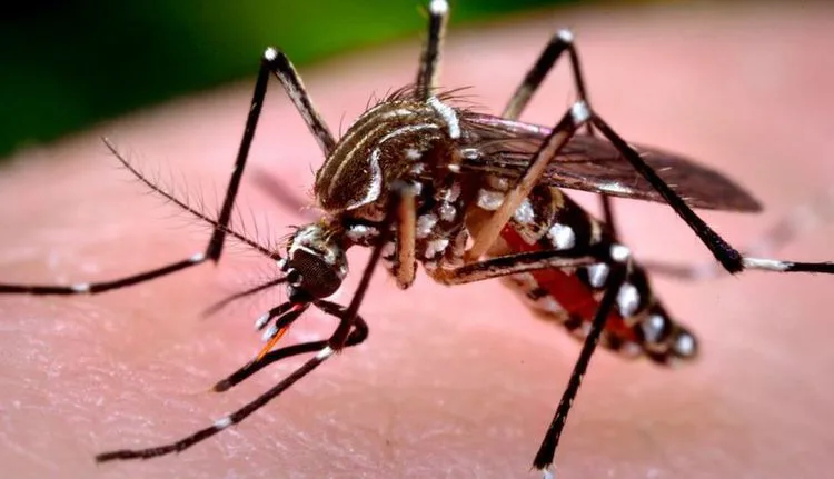 Criciúma é a única cidade de SC com mais de 200 mil habitantes sem casos de dengue autóctone