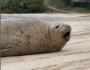 Elefante marinho é encontrado na praia do Farol de Santa Marta