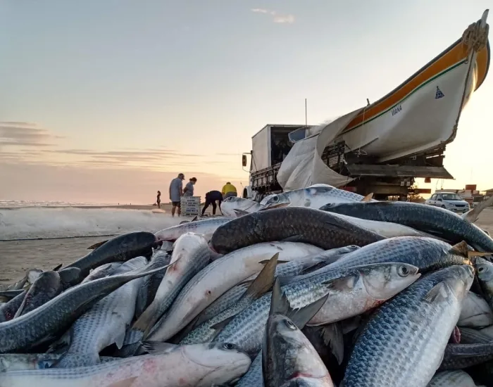 Polícia Ambiental flagra pesca ilegal e apreende mais de 1 tonelada de tainha em praia de Jaguaruna