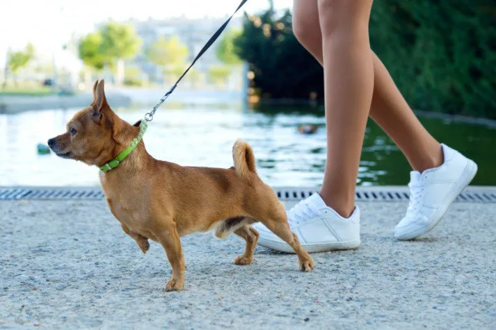 Cãominhada de Morro da Fumaça acontece neste domingo, 6 de abril