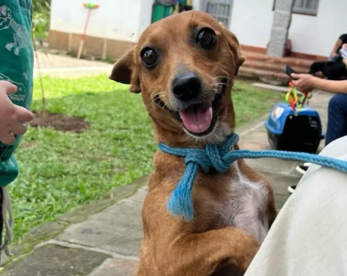 Siderópolis realiza primeiro “censo” sobre população de cães e gatos
