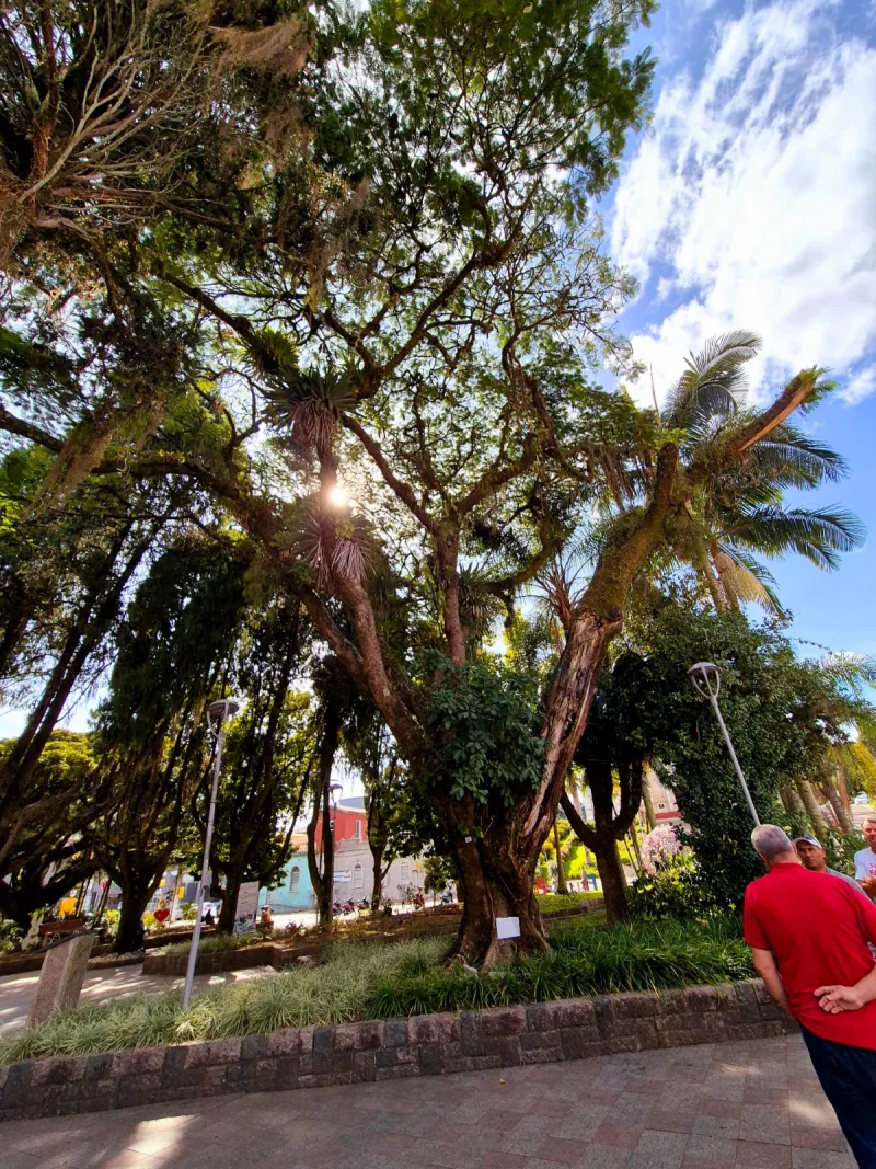Praça Anita Garibaldi passará por revitalização e renovação de arborização em Urussanga
