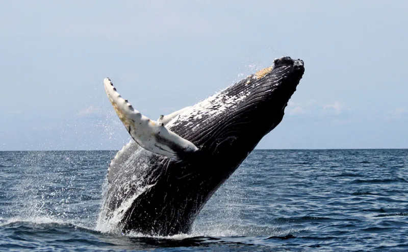 Primeiro avistamento de baleia-franca em 2025 é registrado na Praia do Silveira, em Garopaba (SC)