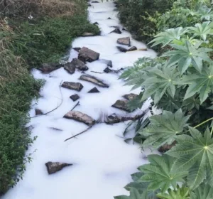 Moradores registram formação de espuma no Rio Linha Torrens, em Morro da Fumaça