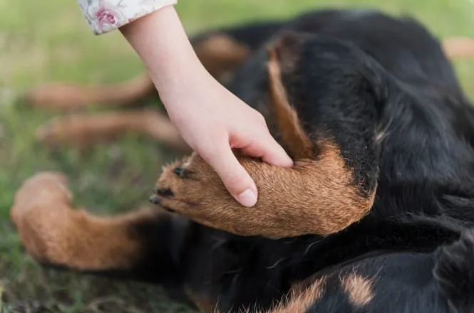 Homem que agrediu filhote de cão com martelo e ameaçou moradores tem condenação mantida