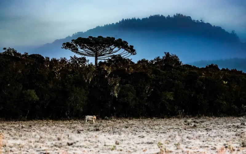 Previsão para o inverno 2025 em Santa Catarina indica frio intenso, geadas e nevoeiros