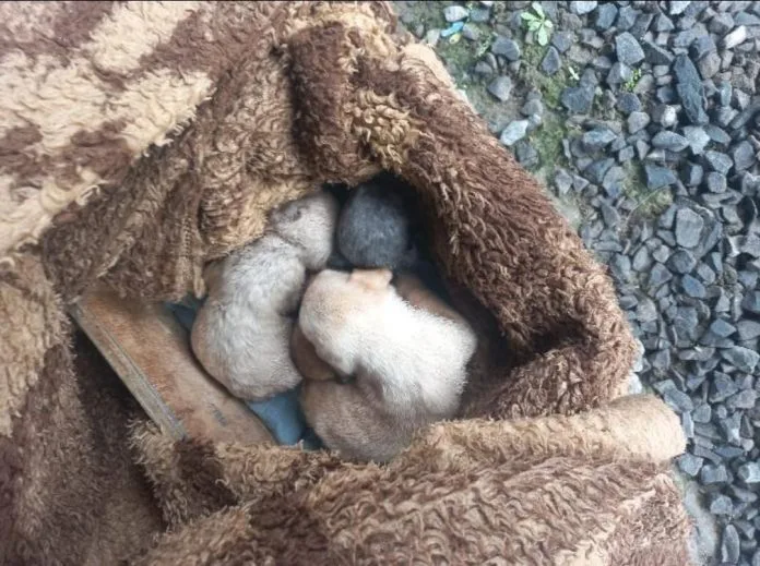 Idosa é investigada por abandonar filhotes de cães em Araranguá