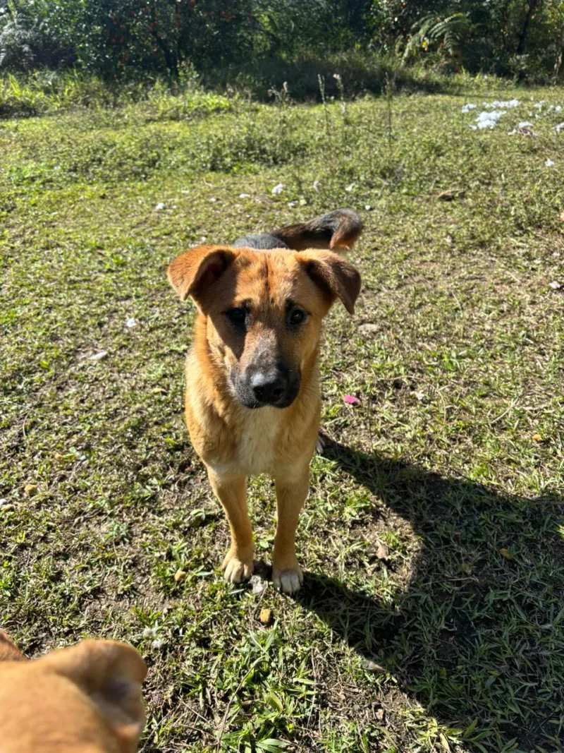 Campanha de adoção de cães será realizada neste sábado em Urussanga