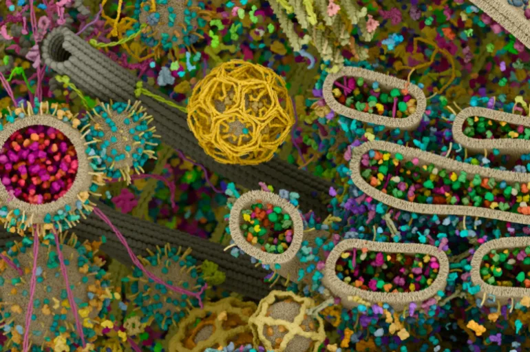 Cientistas revelam modelo 3D mais avançado de célula humana já criado