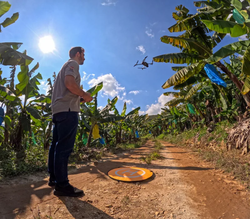 Drones reforçam defesa contra pragas e ajudam Santa Catarina a liderar exportações de banana