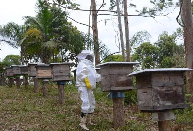 Manejo das abelhas no inverno: alimentação artificial garante sobrevivência das colmeias e boa produção na primavera