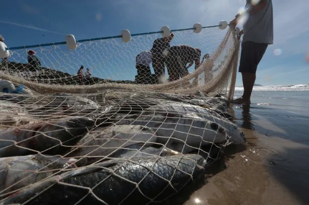 Mais burocracia: Seguro-defeso do pescador artesanal terá novas regras em outubro