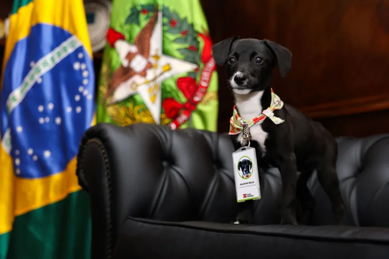 Mais de 80 mil cães e gatos serão castrados em SC com investimento de R$ 17 milhões