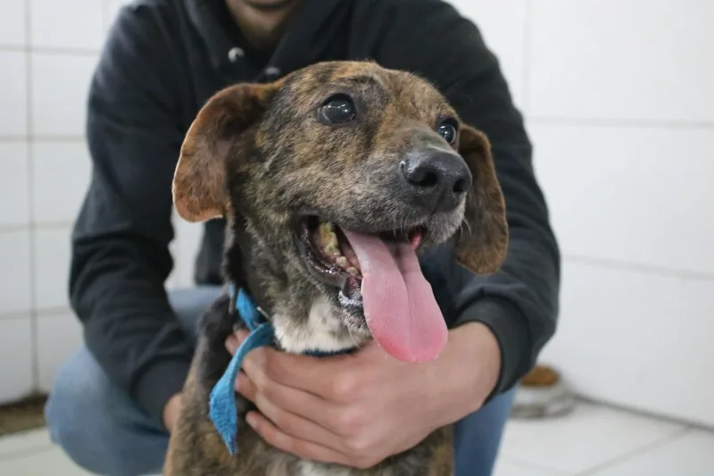 Bem-estar animal: Morro da Fumaça alcança marca de mais de 600 castrações gratuitas em 2025