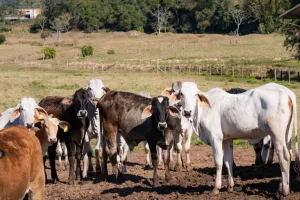Morro da Fumaça inicia cadastro para distribuição gratuita de vacinas ao gado