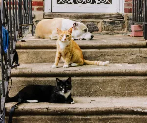 Campanha de castração de cães e gatos encerra nesta sexta-feira em Urussanga