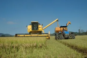 Calote internacional deixa produtores de arroz de Santa Catarina no prejuízo