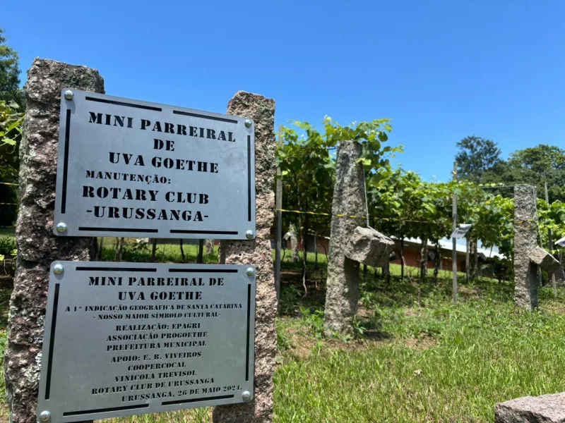 Urussanga vai realizar a primeira colheita da uva Goethe no Parque Municipal