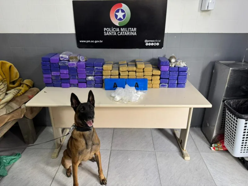 Forquilhinha: Polícia Militar apreende mais de 70 quilos de drogas e prende homem em flagrante
