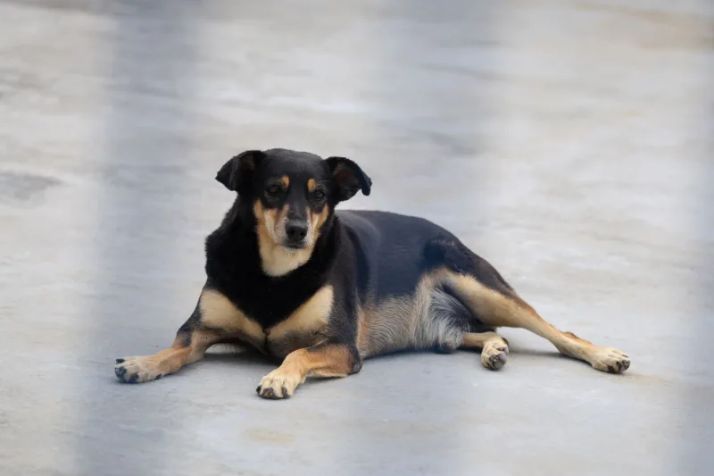 Governador sanciona lei que protege cães e gatos criados em conjunto por vizinhos e comunidades