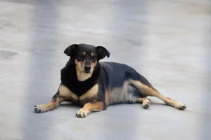 Governador sanciona lei que protege cães e gatos criados em conjunto por vizinhos e comunidades